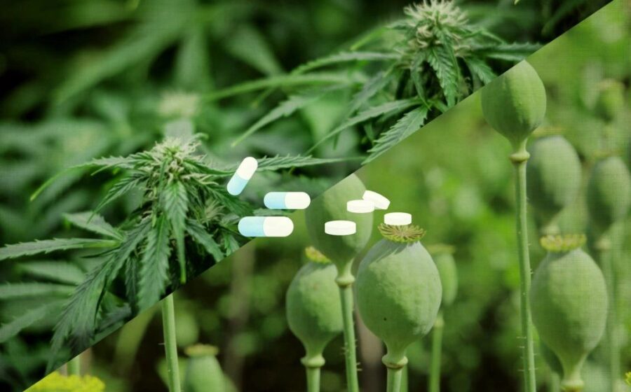 Replacing Opioids With Cannabiniods: Colorado Makes It Law