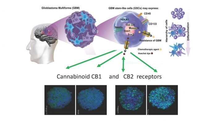 Professor Lah Explores Cannabinoid Medicine In Oncology