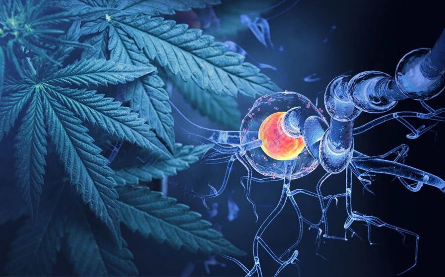 Cannabinoids and Motor Neuron Disease – A Double Blind Trial