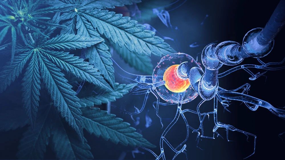 Cannabinoids and Motor Neuron Disease – A Double Blind Trial
