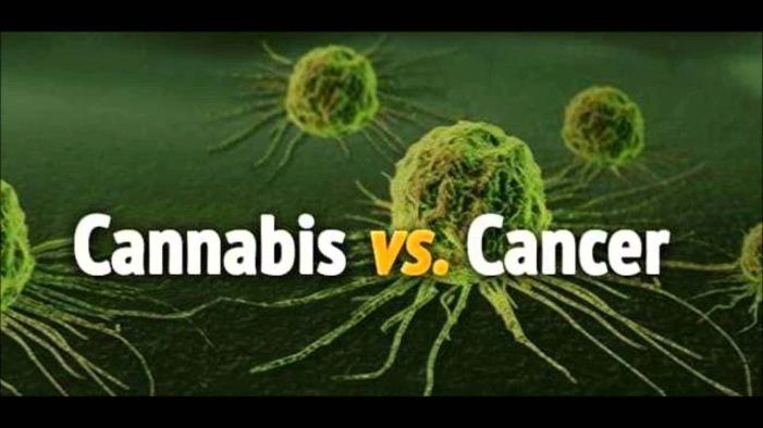 Cannabis and Cancer – Over 600 Research Publications Available