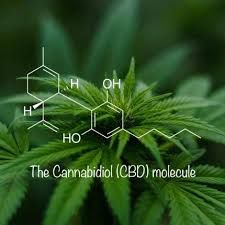 Cannabidiol Confusion: Lofty Promises and Barriers to Research