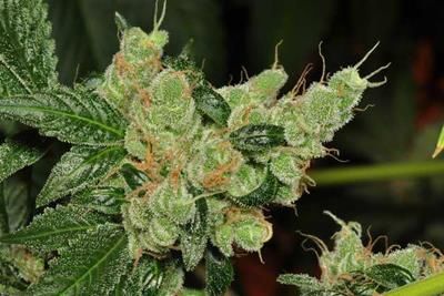Harvard: Cannabis Compound as a treatment for pancreatic cancer