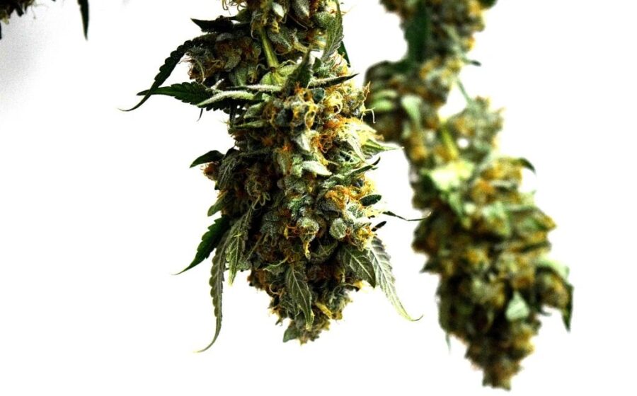 How Cannabinoids and Terpenes Work Together