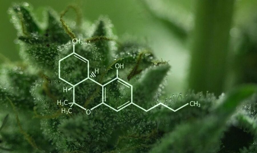 Editorial: Plant or Lab Created Cannabinoids?