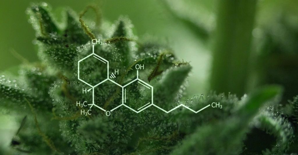 Editorial: Plant or Lab Created Cannabinoids?