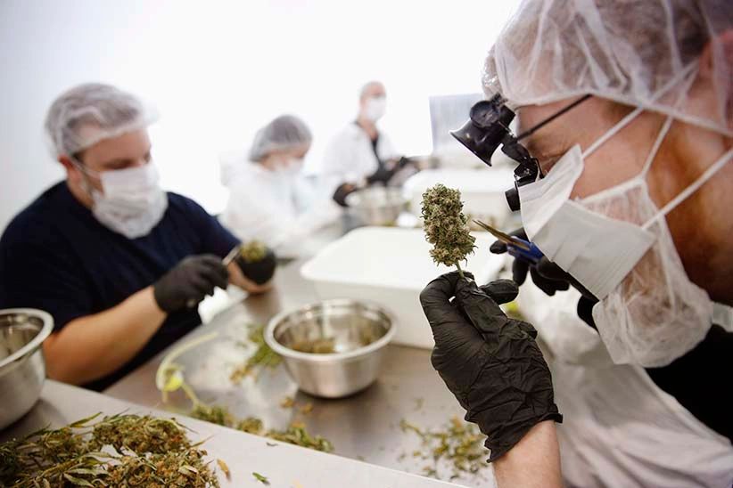 Yale Gains FDA Approval: 1st Cannabis Clinical Trial Of It’s Kind