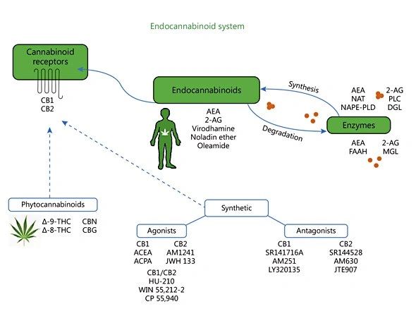 Immunoregulatory Role of Cannabinoids during Infectious Disease