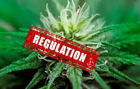 Legalizing Cannabinoids: A Dual-Path  Regulatory Framework