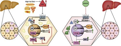 New Research: ECS Reverses Diet-induced Steatosis via CB1