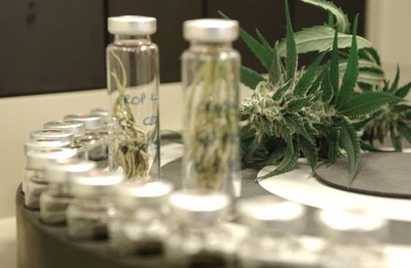 Study: CBD and Terpene Formulations for COVID-19 Symptoms