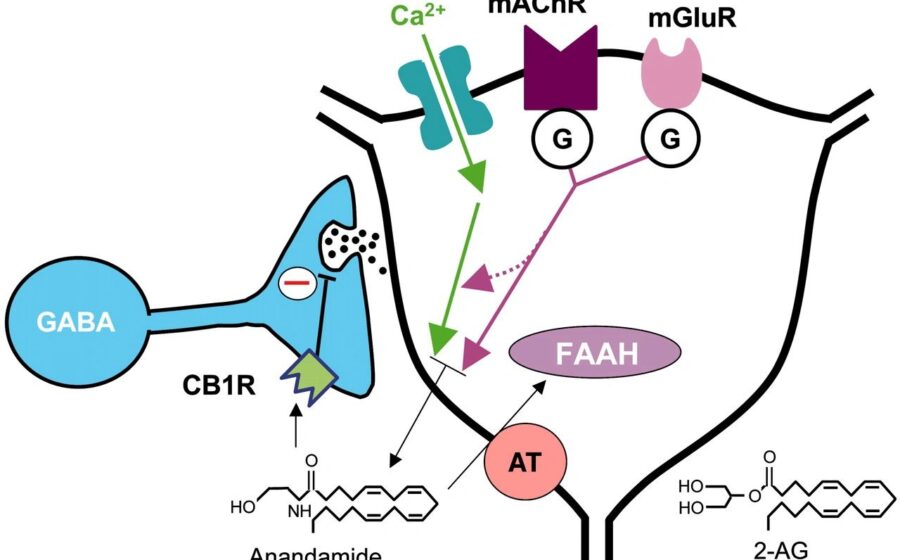 Quest for Magic Bullets to Solve the Endocannabinoid Puzzle