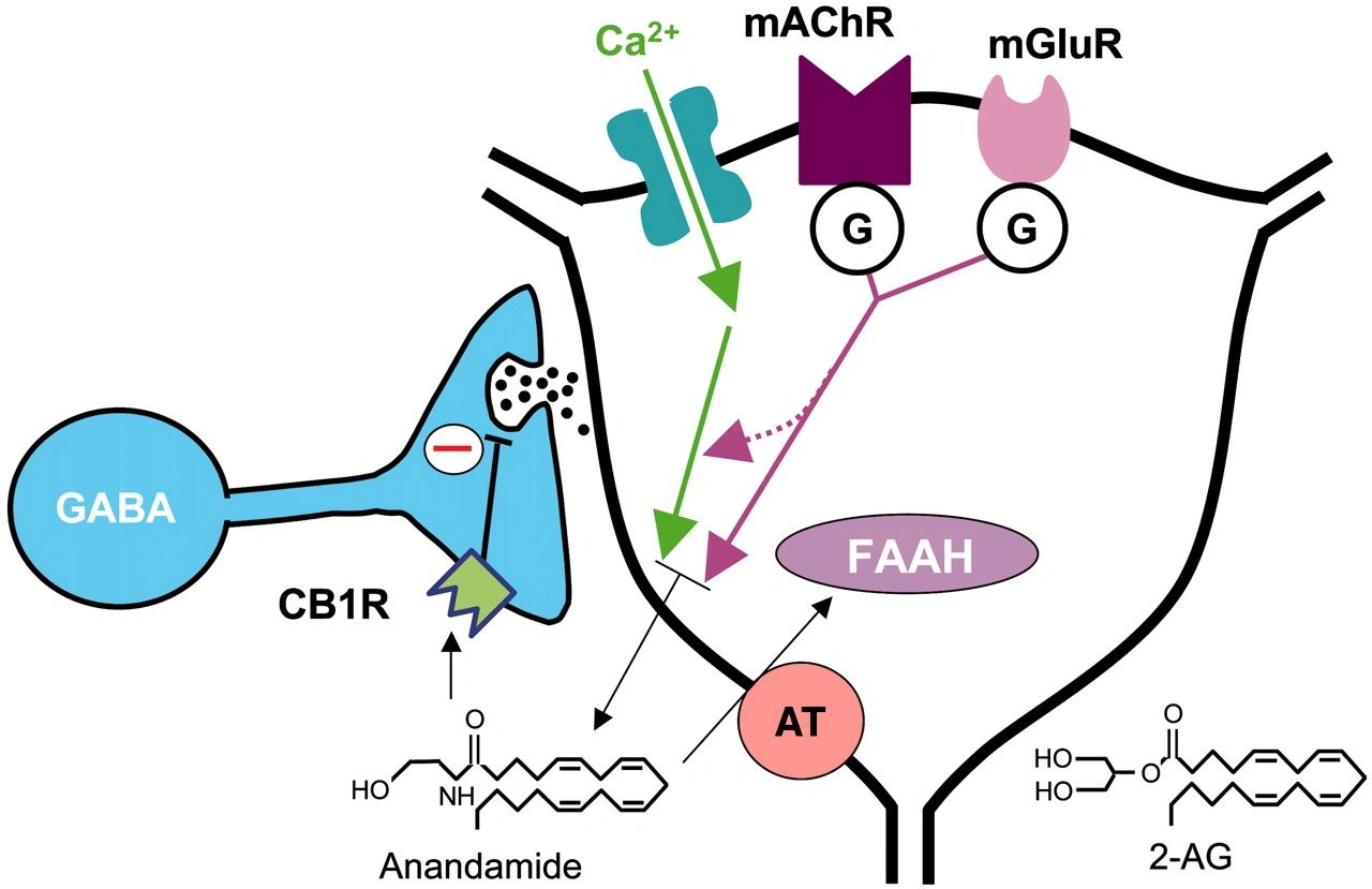 Quest for Magic Bullets to Solve the Endocannabinoid Puzzle