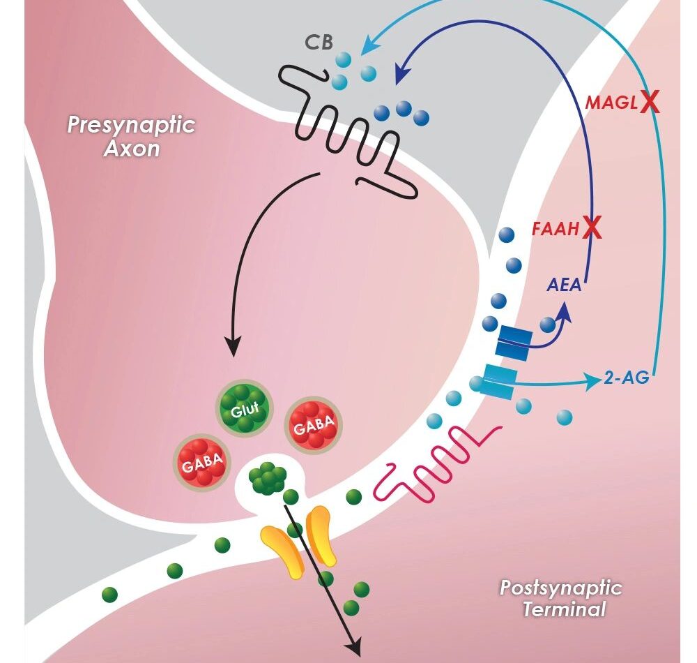 New Research: Endocannabinoid System Key in Migraine Treatment