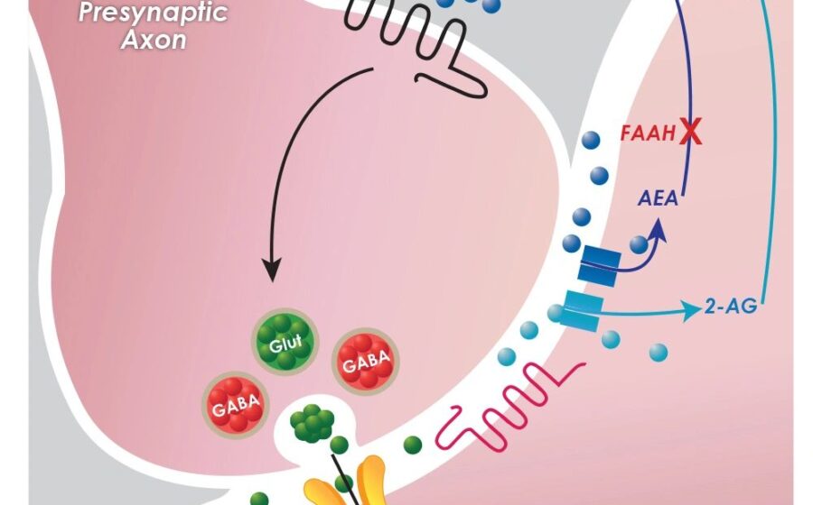 New Research: Endocannabinoid System Key in Migraine Treatment