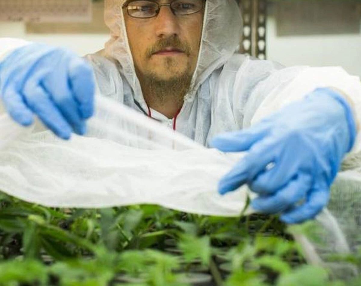 New Research: CBD For Treatment of Crack Cocaine Cravings