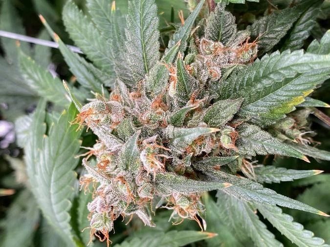 Cannabis: 12,000 years in 2000 words by Hemp Highway of Kentucky