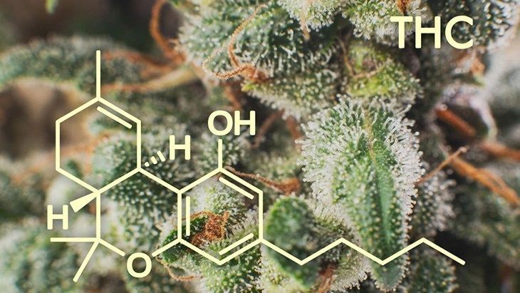THC: Does It Matter If We Ingest or Inhale?