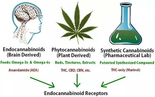 Phytocannabinoids and Endocannabinoids: Different in Nature