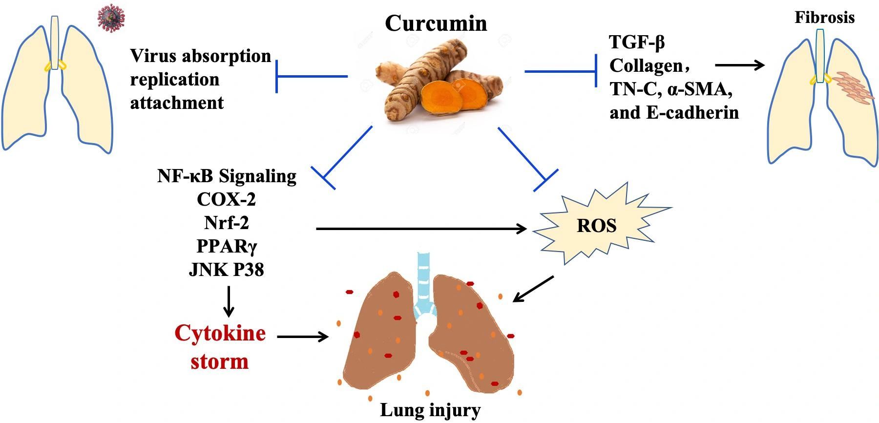 New Patent: Suppression of Cytokine Storm With Curcumin Extracts