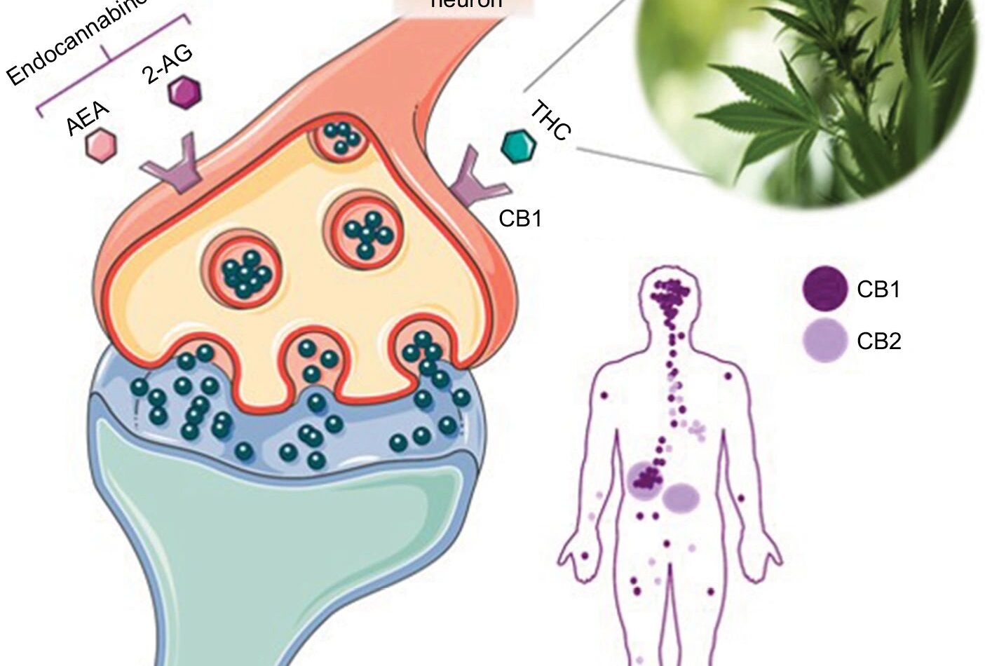 Research: “Getting High On The Endocannabinoid System”