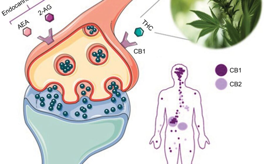Research: “Getting High On The Endocannabinoid System”