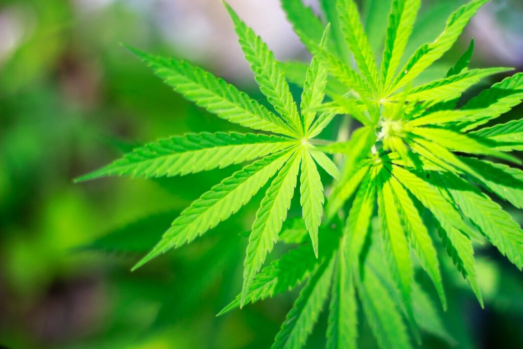 Research: CBD in the Treatment of Gout (Inflammatory Arthritis)
