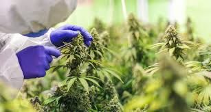 Research: CBD in the Treatment of Gout (Inflammatory Arthritis)