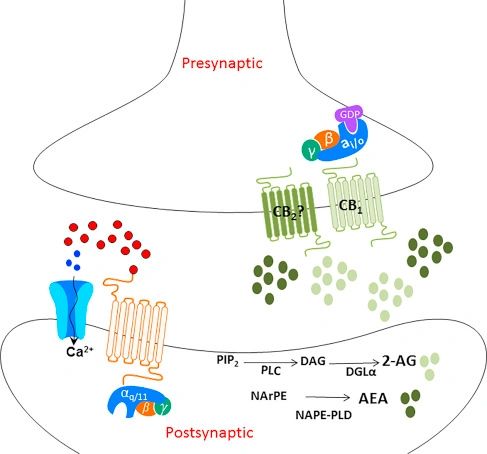 New Research ECS rescues synaptic plasticity after binge drinking