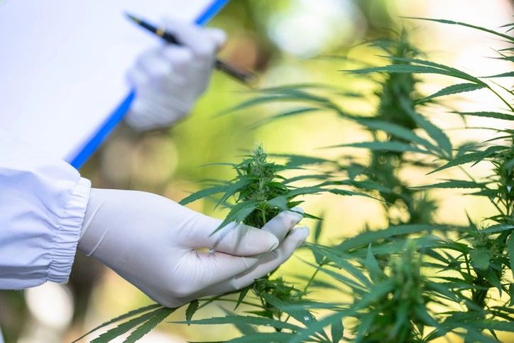 Cannabis-Assisted Psychotherapy Highlighted In New Research