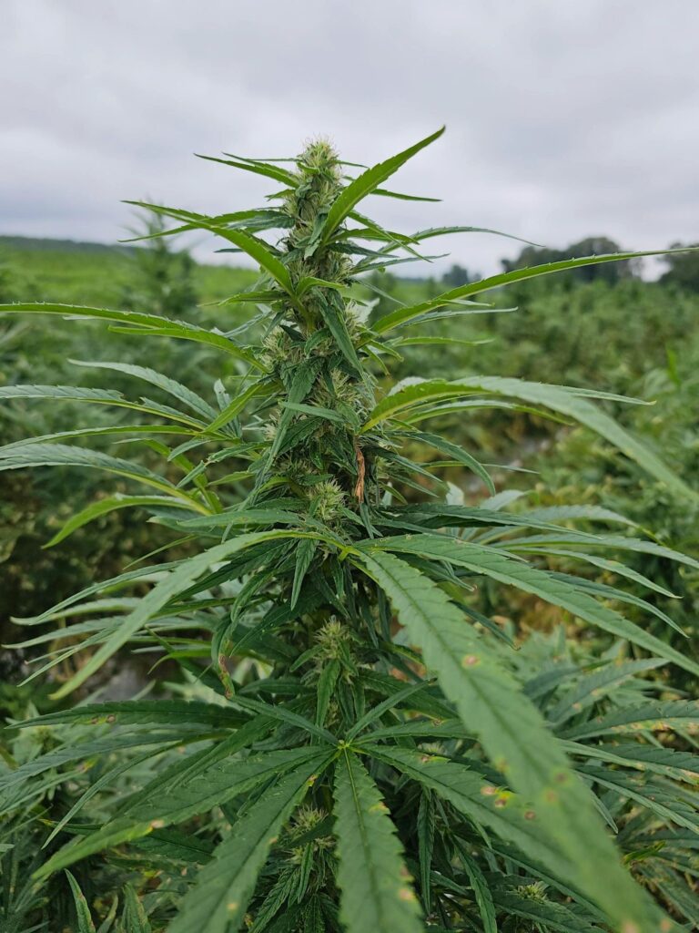 Research Review: Cannabis Helps People Addicted to Gateway Drugs