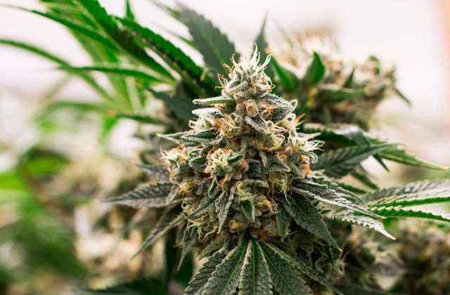 The Crucial Role of Endocannabinoids in Spatial Navigation